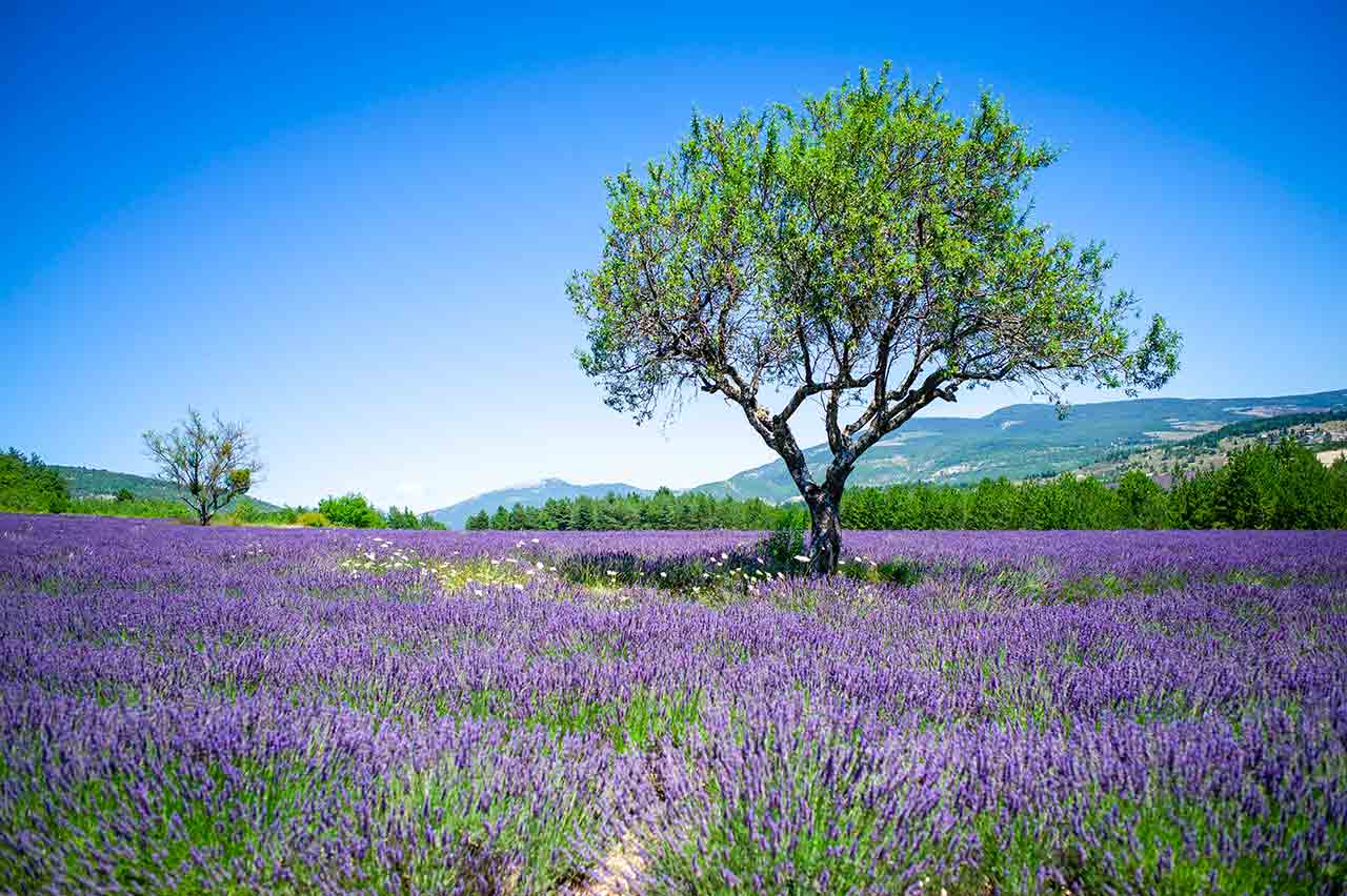 Plateau de Sault, field of wild lavender | Bed and breakfast Le Batisde des Gourbets