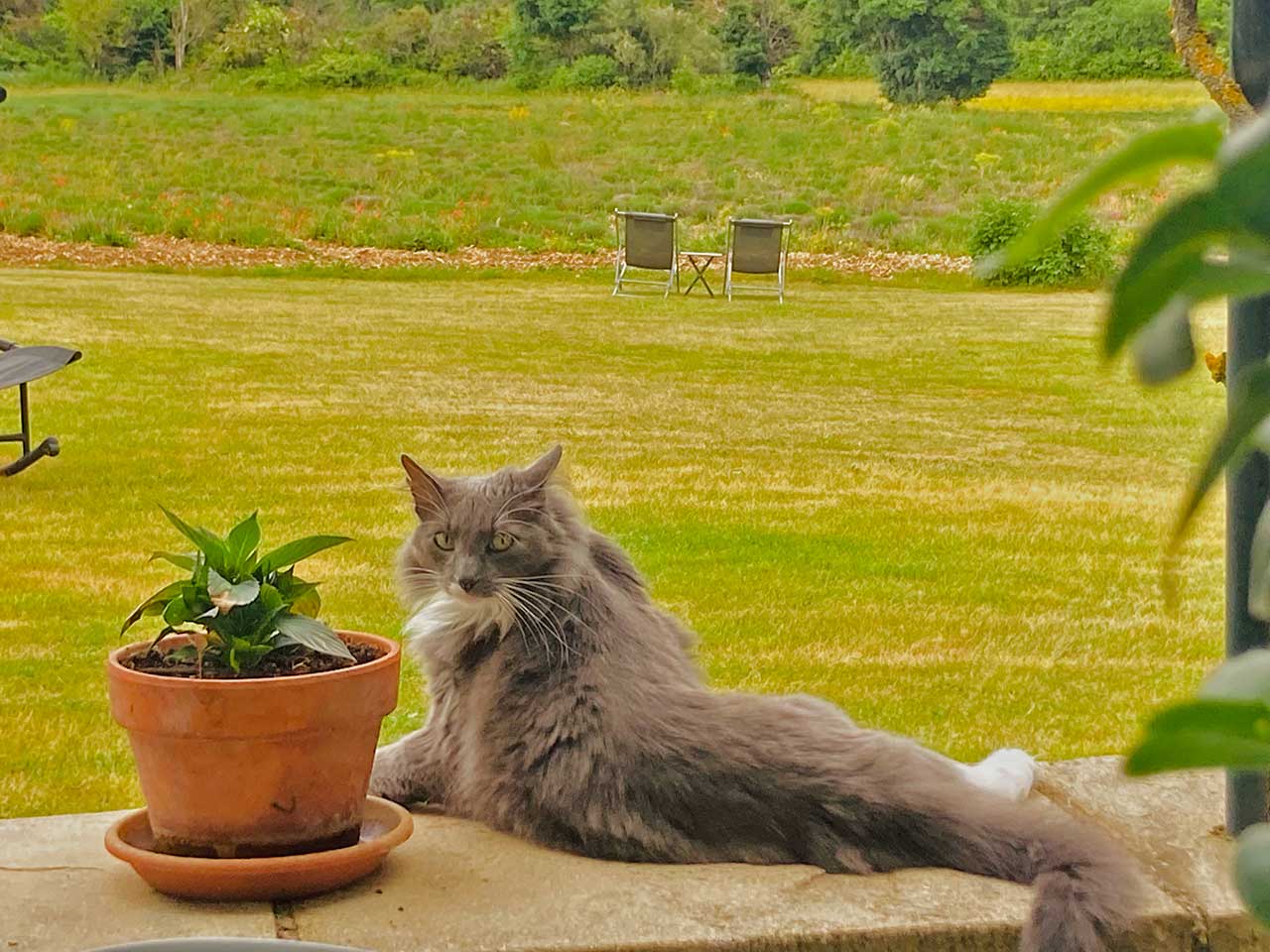 Tom the mascot of la Bastide des Gourbets, bed and breakfast between Luberon and mont Ventoux